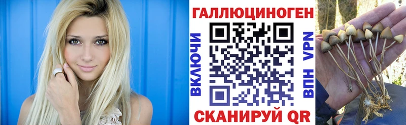 Галлюциногенные грибы Psilocybine cubensis  продажа наркотиков  Пугачёв 